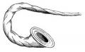 buccina_eb-010.jpg