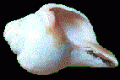 Shanka.gif