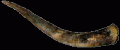 cor_boulanger-003.gif