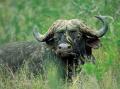 buffel.jpg