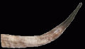 buffelhorn1.gif