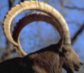 ibex.jpg