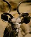 kudu.jpg